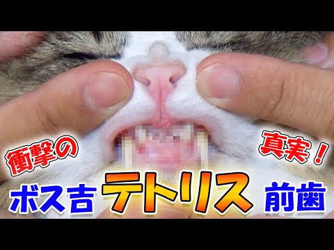 7年目の初告白！あの頃保護猫ボス吉の問題は皮膚病だけではありませんでした【猫達の歯磨き事情、オススメ猫用歯ブラシの紹介】(YouTube)