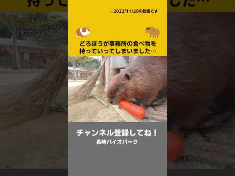 世界一可愛いドロボーです！！(YouTube)
