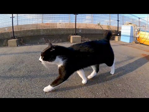 漁港を歩いていたら髭のハチワレ猫がモフられに出てきた(YouTube)
