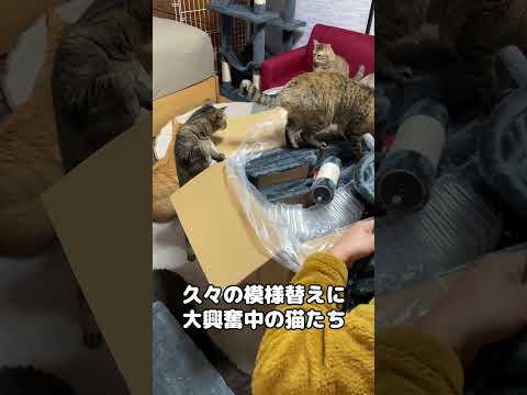 お部屋を模様替え中に猫が…　#shorts(YouTube)