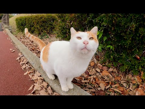 雨がパラパラと降って来たので、猫と一緒に屋根の下へ避難する(YouTube)