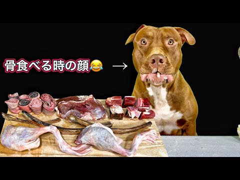 骨肉を一生懸命食べるピットブルが可愛すぎるw【閲覧注意ASMR】(YouTube)