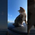 【cat】車の上に登るワルい猫ちゃん(YouTube)