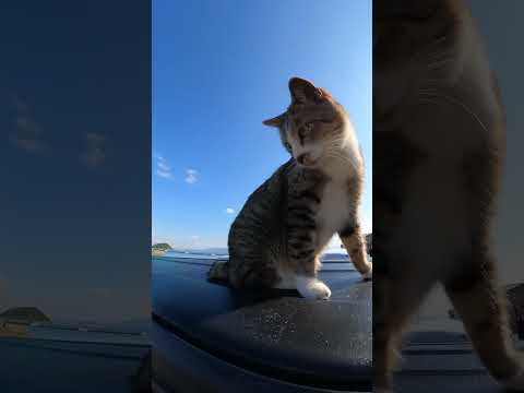 【cat】車の上に登るワルい猫ちゃん(YouTube)