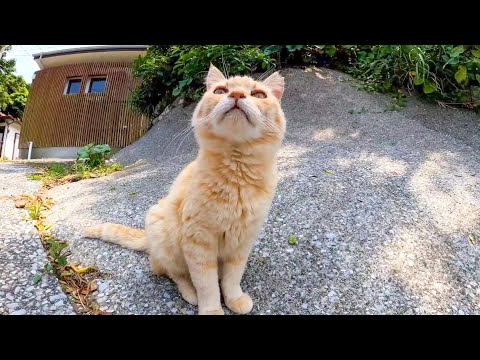 【2022年を振り返る】今年撮った猫動画の未公開動画まとめて配信(22/4~6)(YouTube)