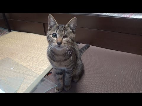 シカマルの経過とご報告があります(YouTube)