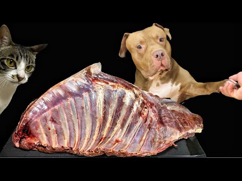【肉テロASMR】骨と肉をバクバク食べるピットブルの咀嚼音で眠くなる(YouTube)
