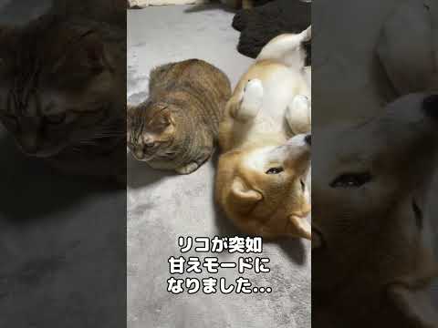 猫に毛づくろいされて変なスイッチが入った柴犬…笑　#shorts(YouTube)