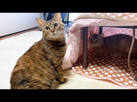こたつに入ろうとしたら先客がいたときの猫の反応…笑(YouTube)