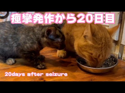 痙攣発作から20日目　20 days after seizure(YouTube)