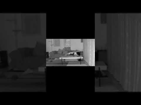 カワウソが深夜何をしているか隠し撮りしてみた結果I tried to take hidden photos of what otters are doing late at night#shorts(YouTube)
