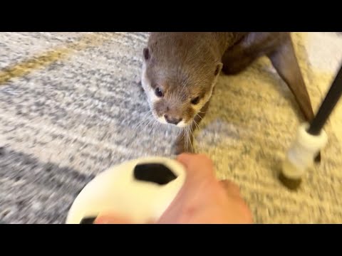 ワールドカップ出場を目指し練習するカワウソ Otter practicing for the World Cup(YouTube)