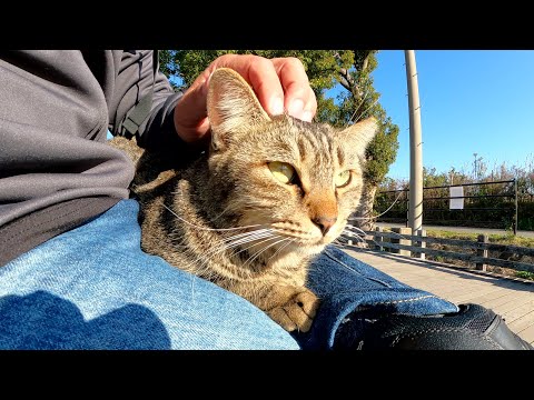 キジトラ猫がひざの上にピョンと飛びのってくつろいでくれた(YouTube)