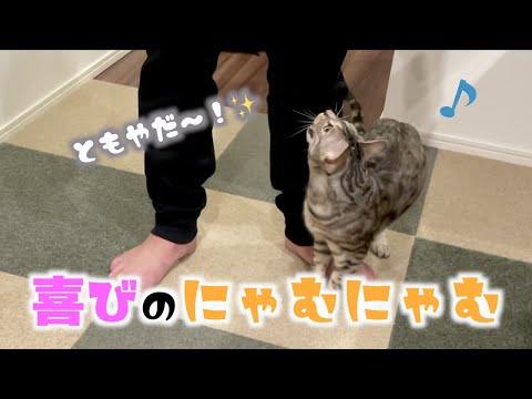 出張ばかりの飼い主が帰ってきて、嬉しそうにする猫(YouTube)