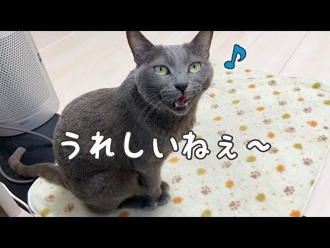 【娘撮影】冬休みになって娘と幸せな時間を満喫する猫ハムちゃん(YouTube)