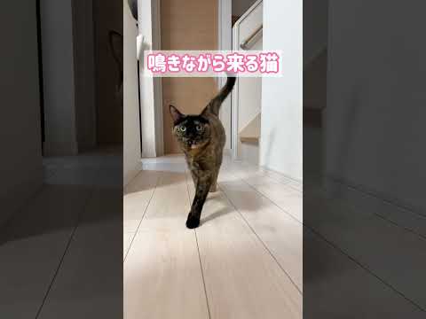 ママを探して鳴きながら来るサビ猫(YouTube)
