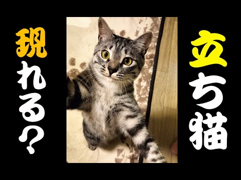 【猫動画】立ち猫現れる？〜にゃんともパレード〜#猫動画#猫#240(YouTube)