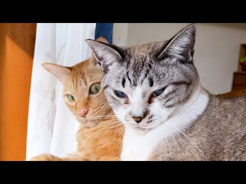 妹と弟を同時にお世話をしてあげる器用な茶トラ猫(YouTube)