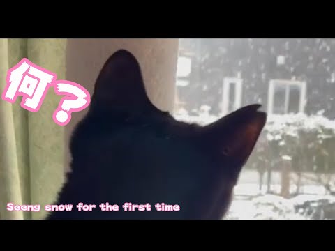 南の島から巣立った子猫達 初めての雪　Seeing snow for the first time(YouTube)