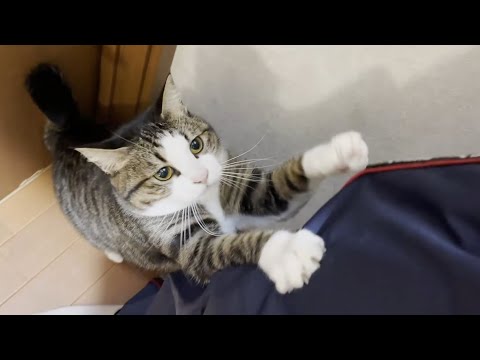 仕事を頑張るお父さんを鳴き声で癒してあげる猫(YouTube)
