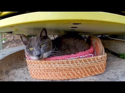 【今週の感動猫動画】短い未公開猫動画まとめて公開-unreleased video of this week-2022/12/4w(YouTube)