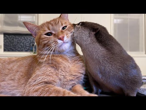 カワウソさくら2022年人気だった動画ランキング！ Otter sakura 2022 ranked the most popular videos of all time!(YouTube)