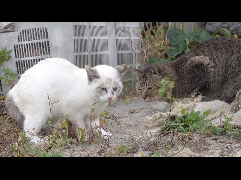 魚を貰ってウキウキな子猫ちゃんがボス猫からカツアゲされてしまう(YouTube)