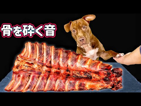 骨付き肉をひたすら噛み砕くピットブルの咀嚼音がクセになる【閲覧注意ASMR】(YouTube)