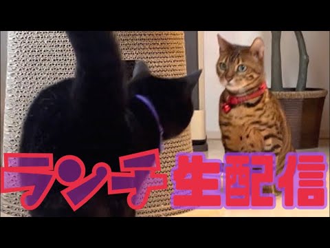 【ランチ生配信12/14】冷え込む12月のお昼は猫でも見てほっこりしませんか？生配信(YouTube)