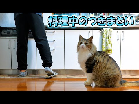 料理中の飼い主に付きまとうデカ猫ボス吉(YouTube)