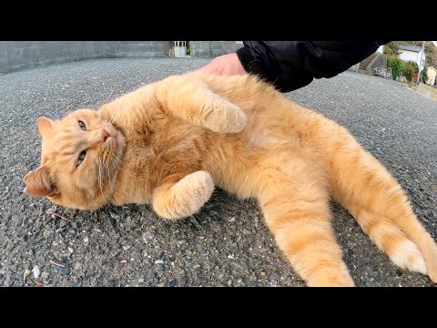 茶トラ猫をモフるとコロンと寝転がってうらめしニャーのポーズになった(YouTube)