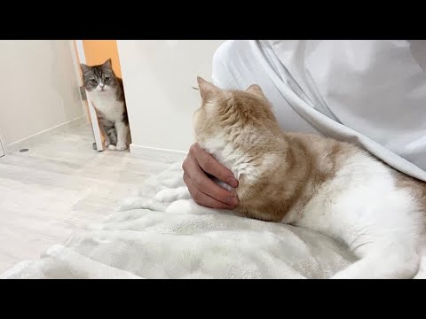 子猫と2人っきりで寝てたら修羅場になってこうなりました…(YouTube)