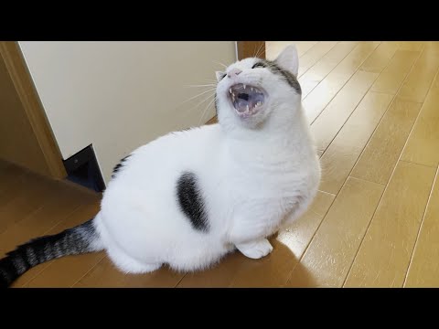 散歩に行くためなら何回でも鳴く猫(YouTube)
