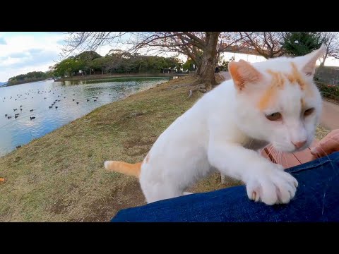 下ろしても下ろしても膝の上に乗ってくる野良猫(YouTube)