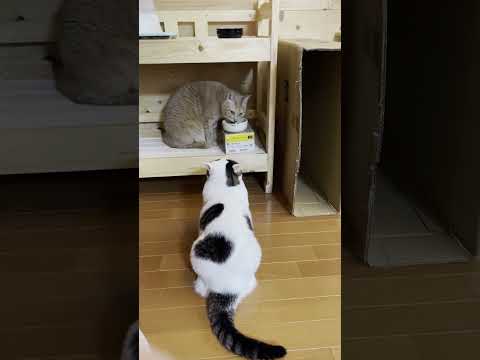 「まだ食べ終われへん」とボヤく猫だと思う(YouTube)