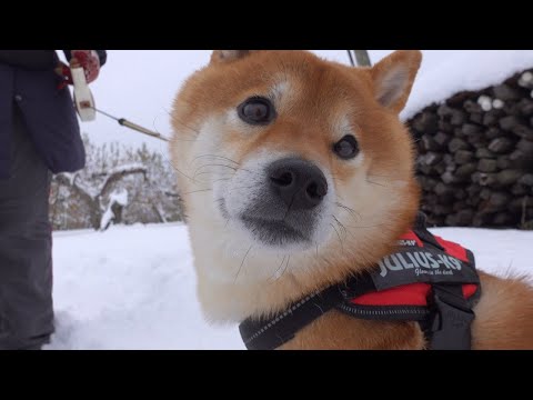 柴犬ハチは恋をしたようです。(YouTube)