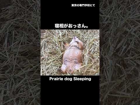 おっさんやんw(YouTube)