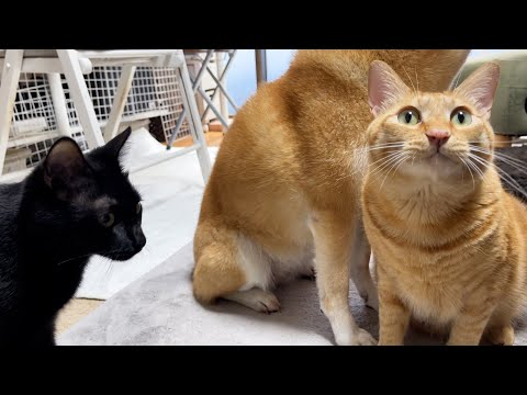 しばらく飼い主（父ちゃん）が家からいなくなります…(YouTube)