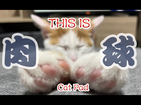 【猫動画】THISIS肉球〜にゃんともパレード〜#猫動画#猫#244(YouTube)