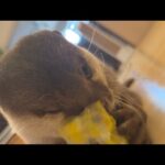 伸びる笛が伸びた時に必死に食いつくカワウソ 笑 Otter frantically biting when the whistle grows longer. lol(YouTube)