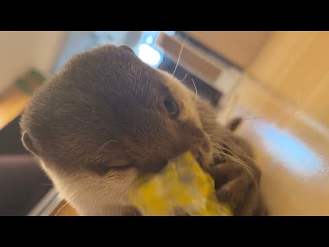 伸びる笛が伸びた時に必死に食いつくカワウソ 笑 Otter frantically biting when the whistle grows longer. lol(YouTube)