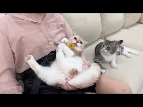 美女が遊びに来たらオス猫たちが取り合いでとんでもないことになりました…(YouTube)
