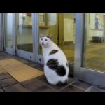 「開けてニャー」自動扉の前で野良猫叫ぶ(YouTube)