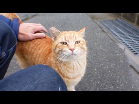 「背中を撫でろ」と後ろ向きに座る野良猫がカワイイ(YouTube)