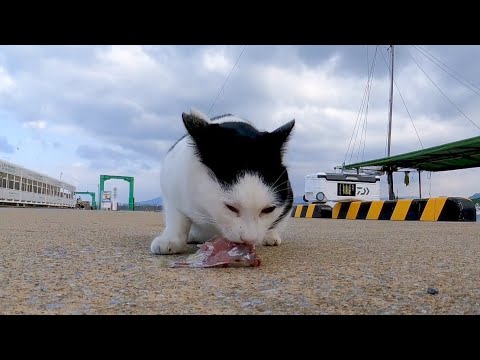 港で魚を食べていた白黒猫、後からきた茶トラ猫に魚を奪われる(YouTube)