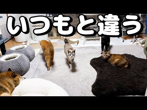 ベッドに寝ている飼い主が変わると猫たちの朝の様子が…(YouTube)