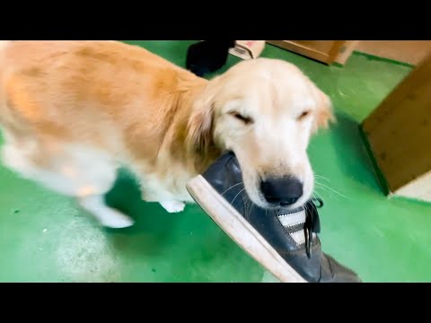飼育員の靴を持ってきてくれる犬が可愛すぎる！(YouTube)
