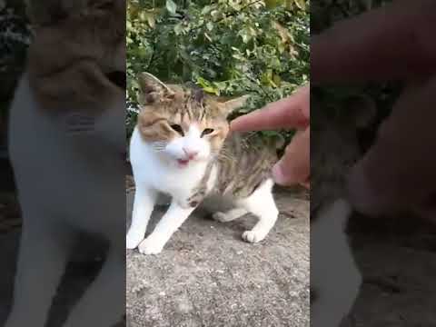 防波堤の近くに1人でいた野良猫をナデナデすると喜んで膝の上に乗ってきた(YouTube)