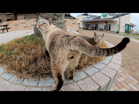 たくさんの猫達が島の休憩所を占拠して猫会議を開催する(YouTube)