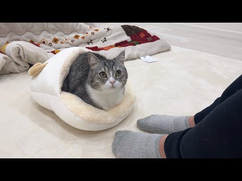 レッグウォーマーを買ってきたら秒で猫にとられてこうなりました…(YouTube)
